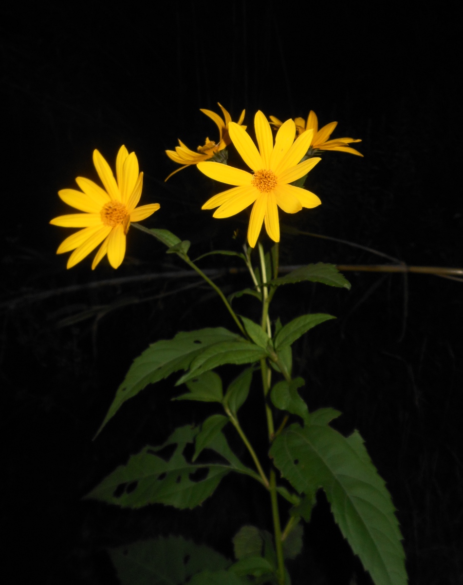 Helianthus tuberosus / Topinanbur